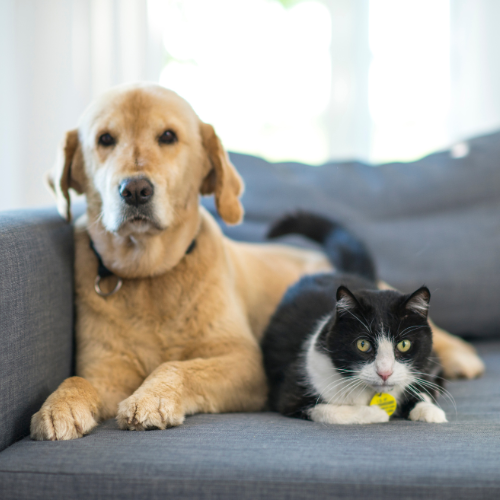 Animals and Pets